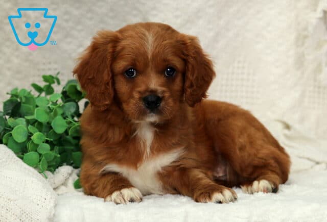 Matthew Poodle Mix2 image