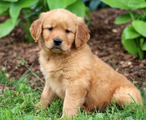 Light reddish-golden Golden Retriever puppy with soft fur sitting in grass near a garden bed lined with mulch and green leafy plants.