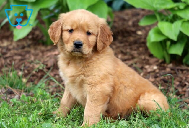 Light reddish-golden Golden Retriever puppy with soft fur sitting in grass near a garden bed lined with mulch and green leafy plants. image
