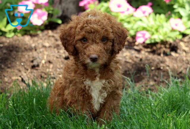 Max Mini Labradoodle image