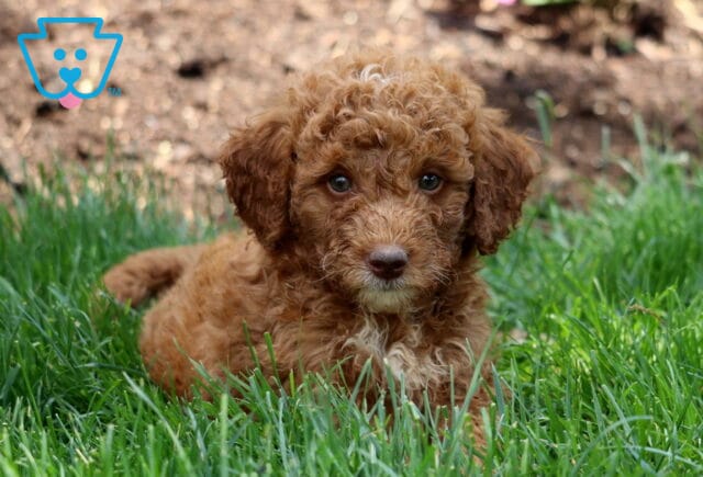 Max Mini Labradoodle2 image