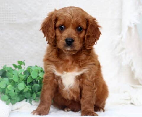 Max Poodle Mixx