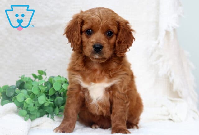Max Poodle Mixx image