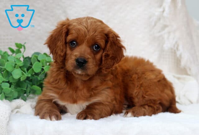 Max Poodle Mixx2 image