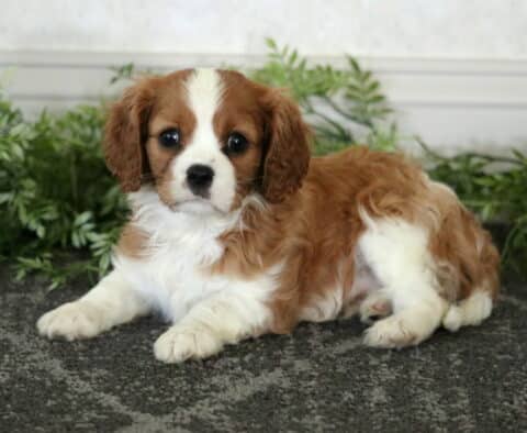 Adorable Cavalier King Charles Spaniel puppy with a white and chestnut coat, laying on a dark rug with green leafy plants and a light wall in the background.