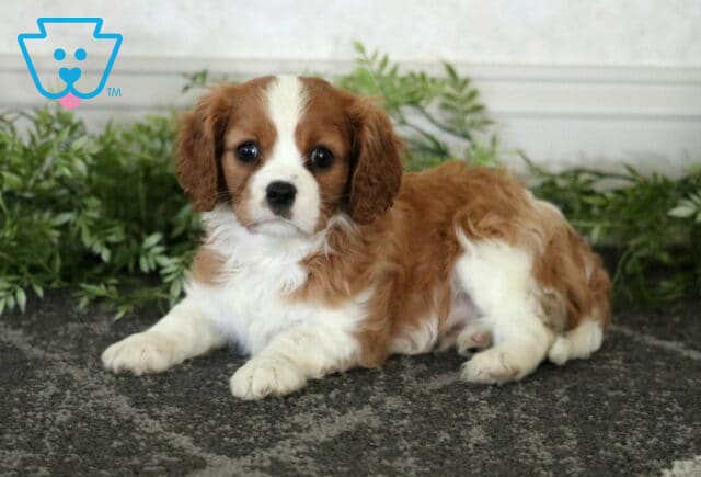 Maxwell Cavalier image