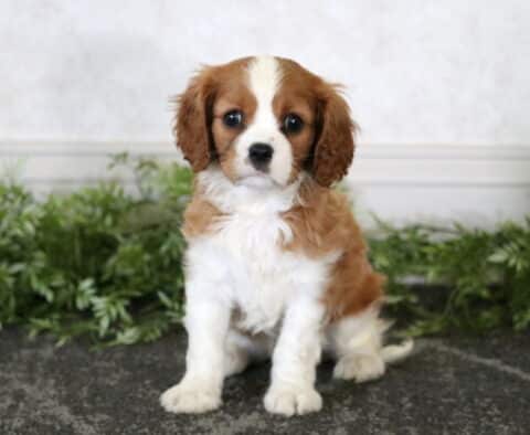 Maxwell Cavalier2