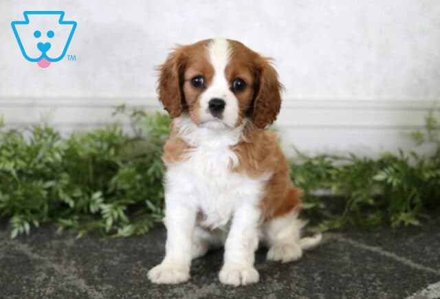 Maxwell Cavalier2 image