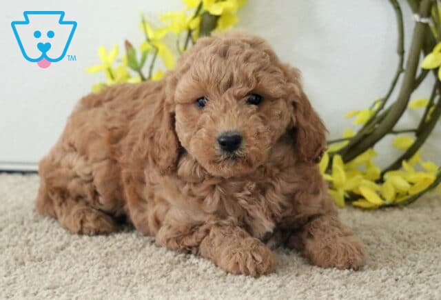 Megan Cavapoo2 image