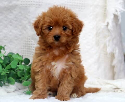 Melon Poodle Mix