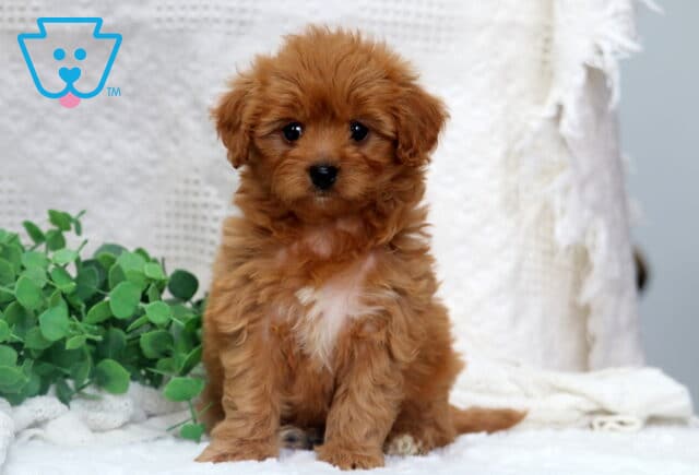 Melon Poodle Mix image