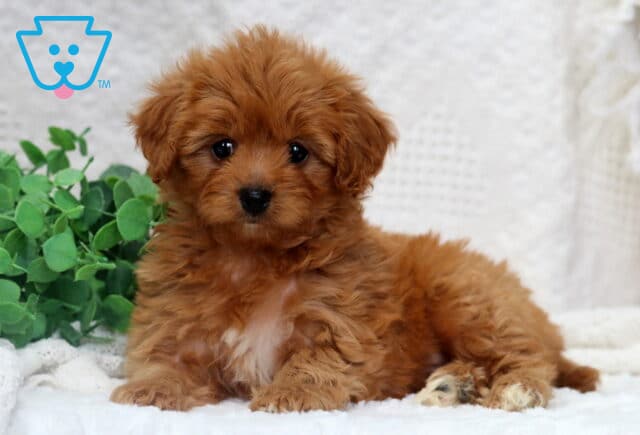 Melon Poodle Mix2 image