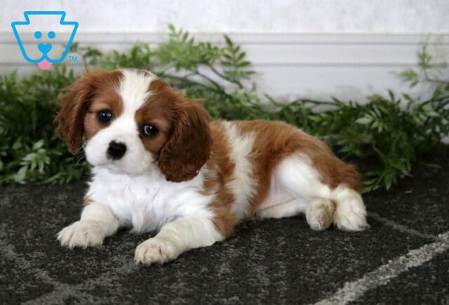 Mia Cavalier image