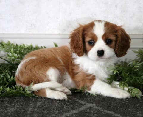 Mia Cavalier2