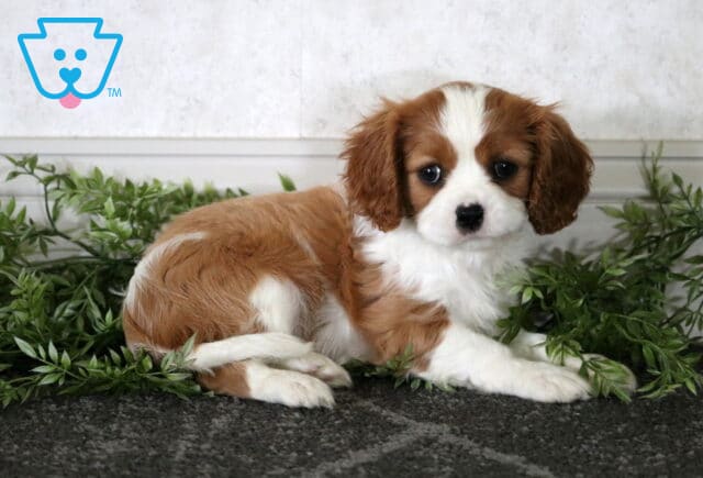 Mia Cavalier2 image