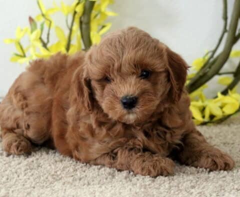 Mia Cavapoo