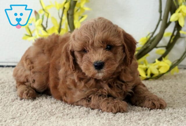 Mia Cavapoo image