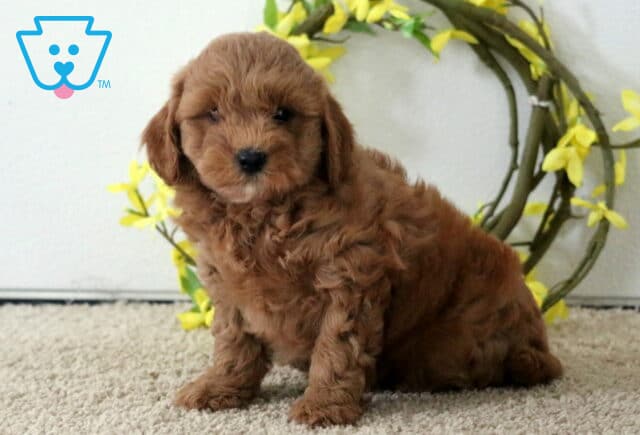 Mia Cavapoo2 image