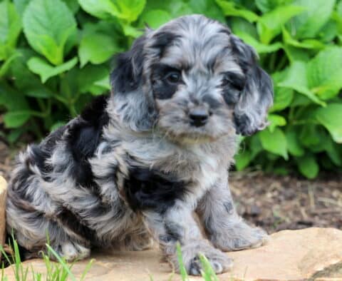 Mia Cockapoo
