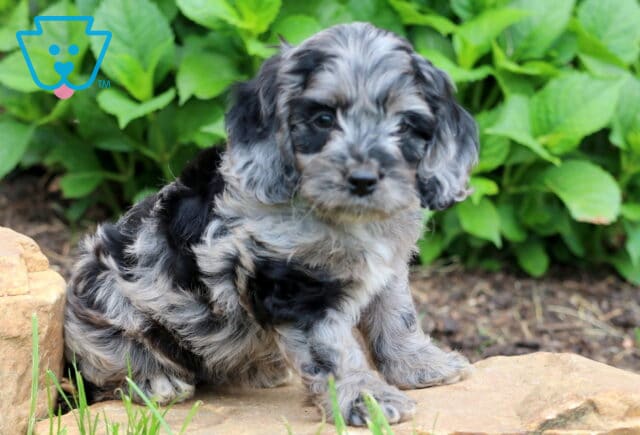 Mia Cockapoo image