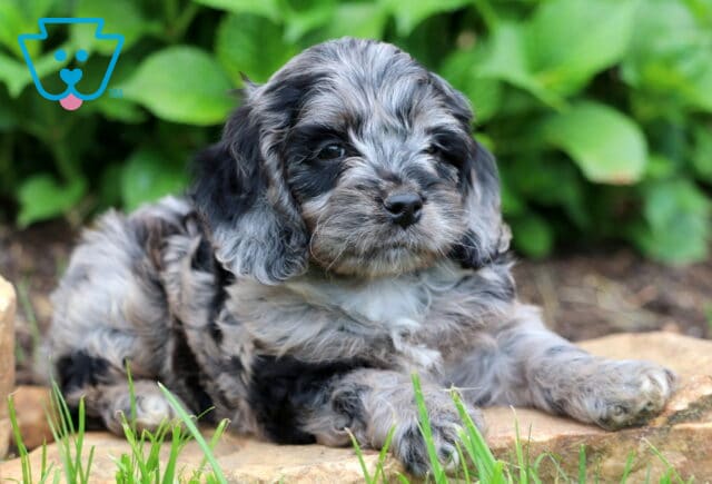 Mia Cockapoo2 image