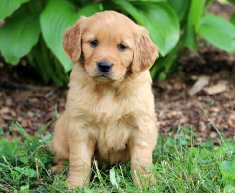 Rich golden Golden Retriever puppy with a slightly darker muzzle sitting on green grass with hosta plants and mulch in the background.