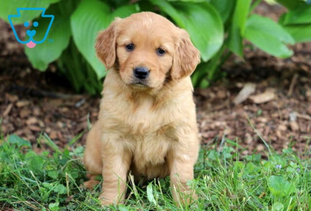 Rich golden Golden Retriever puppy with a slightly darker muzzle sitting on green grass with hosta plants and mulch in the background. image