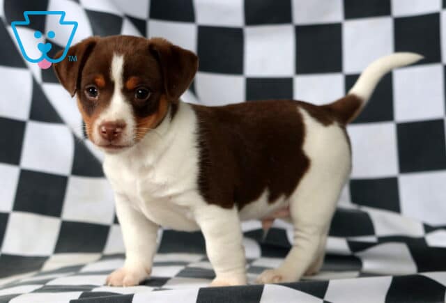Mickey Jack Russell image