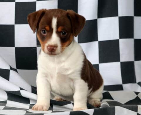Mickey Jack Russell2