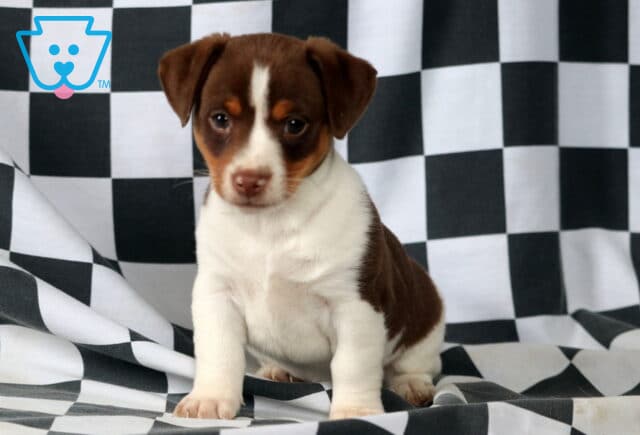 Mickey Jack Russell2 image