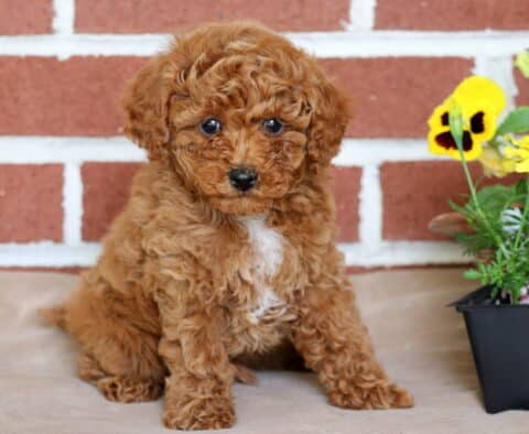 Mickey Toy Poodle