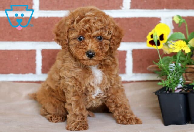 Mickey Toy Poodle image