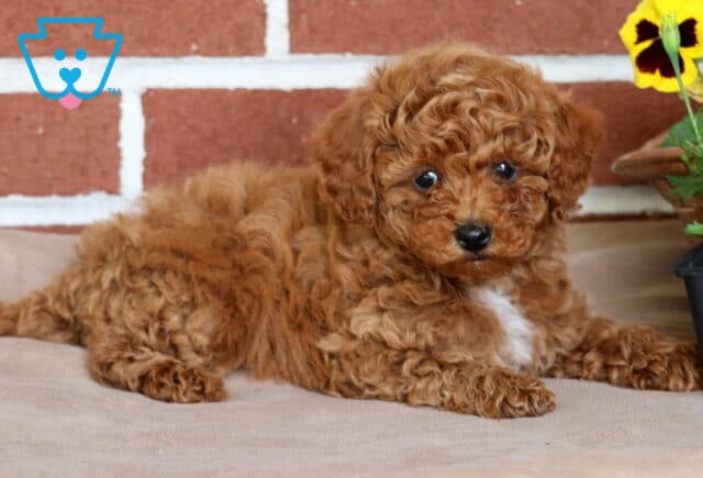Mickey Toy Poodle2 image