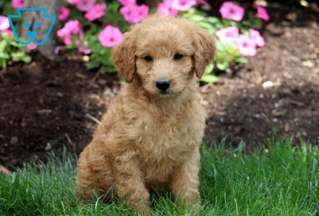 Midnight Mini Labradoodle image