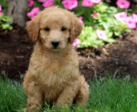 Midnight Mini Labradoodle2
