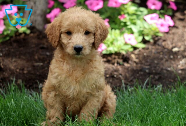 Midnight Mini Labradoodle2 image