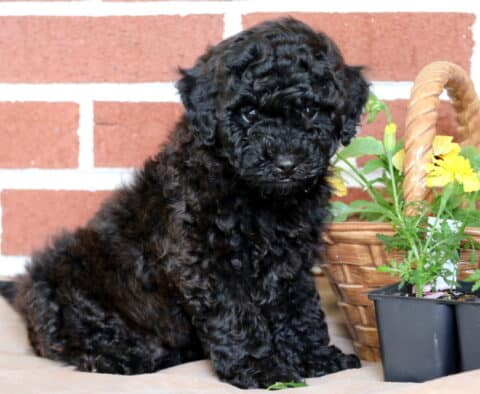Midnight Toy Poodle