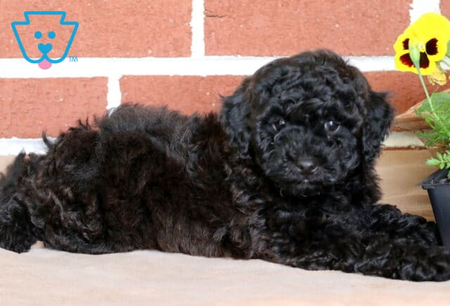 Fluffy black Toy Poodle puppy laying on a porch in front of a red brick wall, looking at the camera with a curious expression near a yellow pansy flower. image