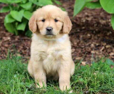 Golden Retriever puppy with a thick, light golden coat sitting on a patch of grass, with dark mulch and leafy hosta plants in the background.