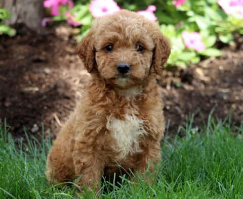 Miles Mini Labradoodle
