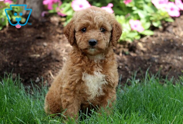 Miles Mini Labradoodle image