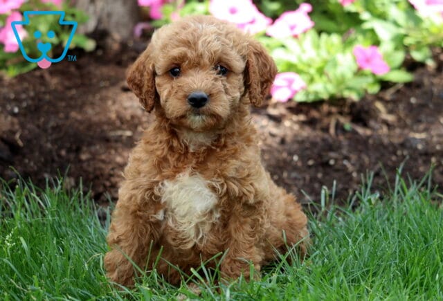 Miles Mini Labradoodle2 image