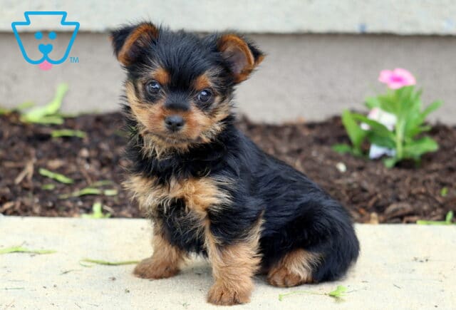 Milo Yorkie image
