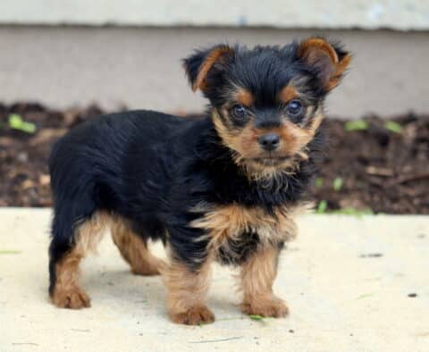 Milo Yorkie2