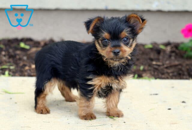 Milo Yorkie2 image