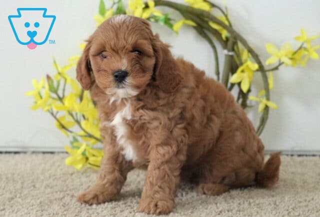 Mitch Cavapoo image