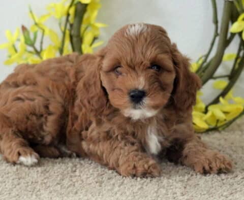 Mitch Cavapoo2