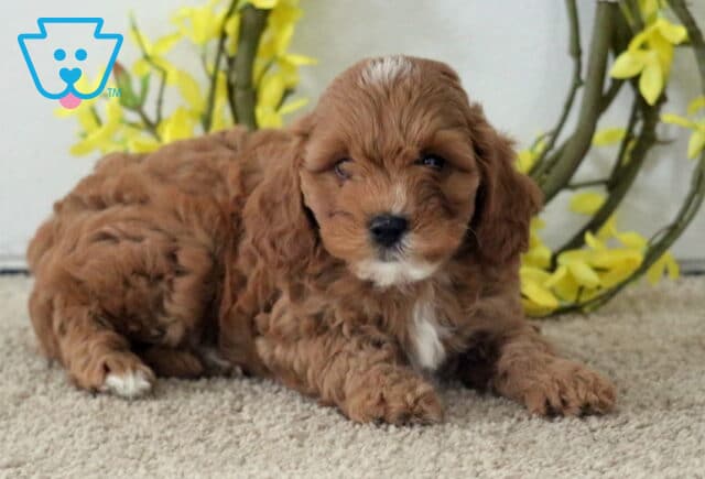 Mitch Cavapoo2 image