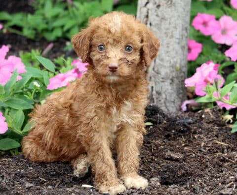 Mitch Mini Labradoodle