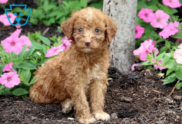 Mitch Mini Labradoodle image